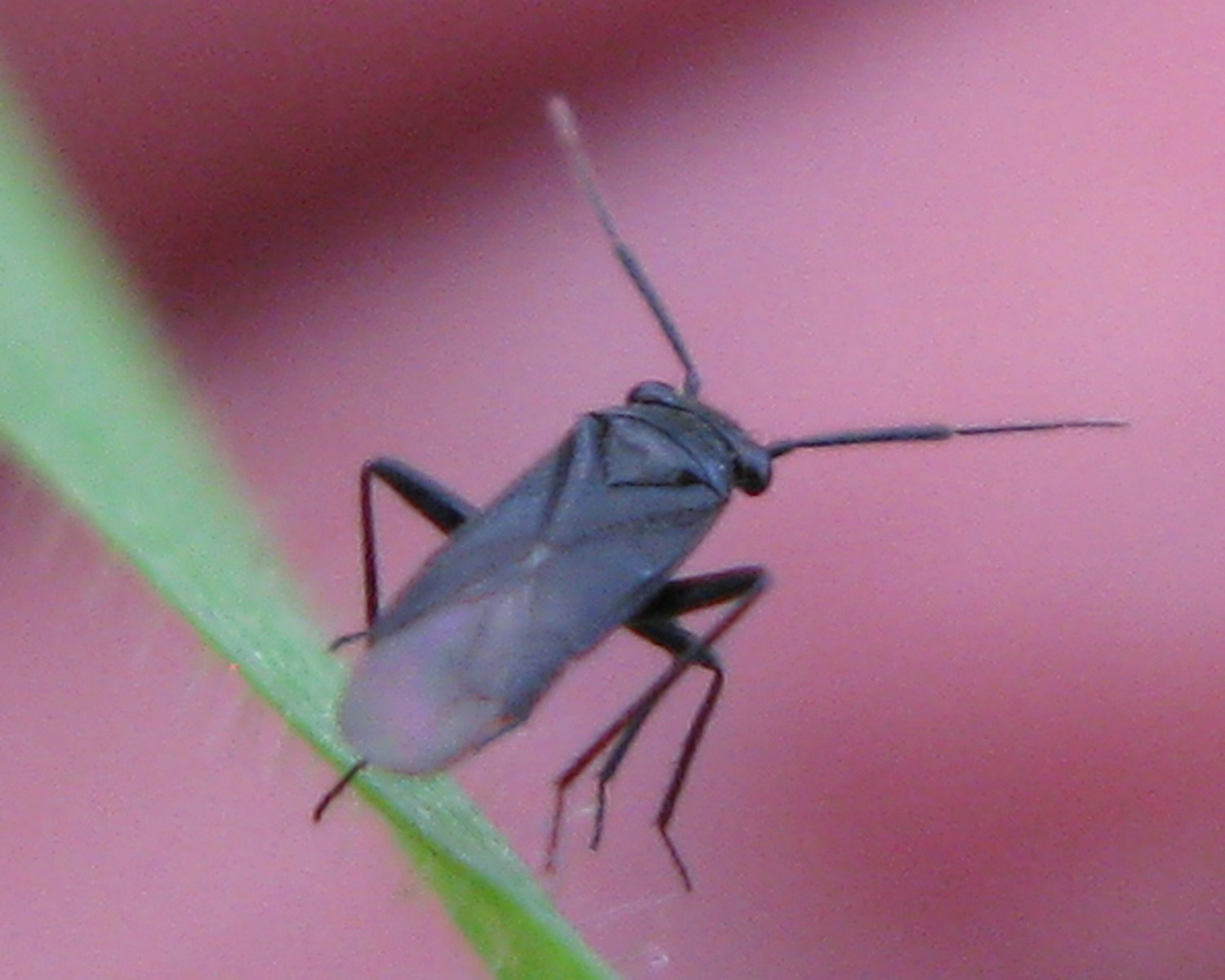 Miridae: Pachytomella passerinii, maschio di Ercolano